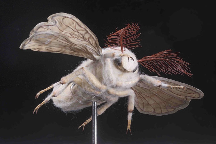 Auzoux papier-mâché modellen