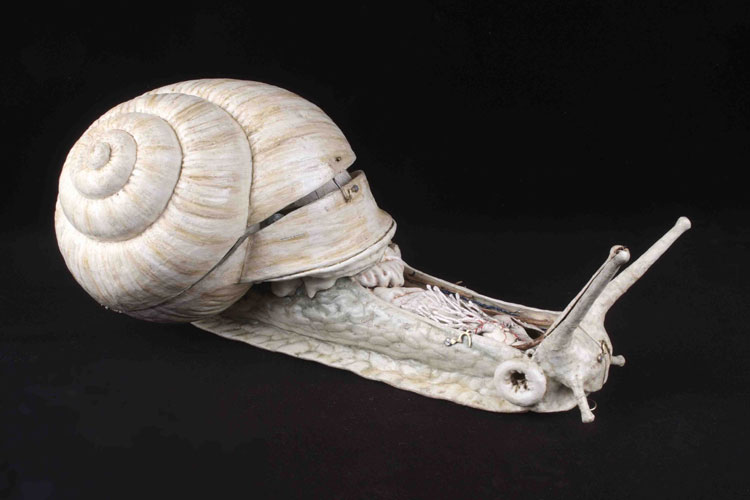 Auzoux papier-mâché modellen