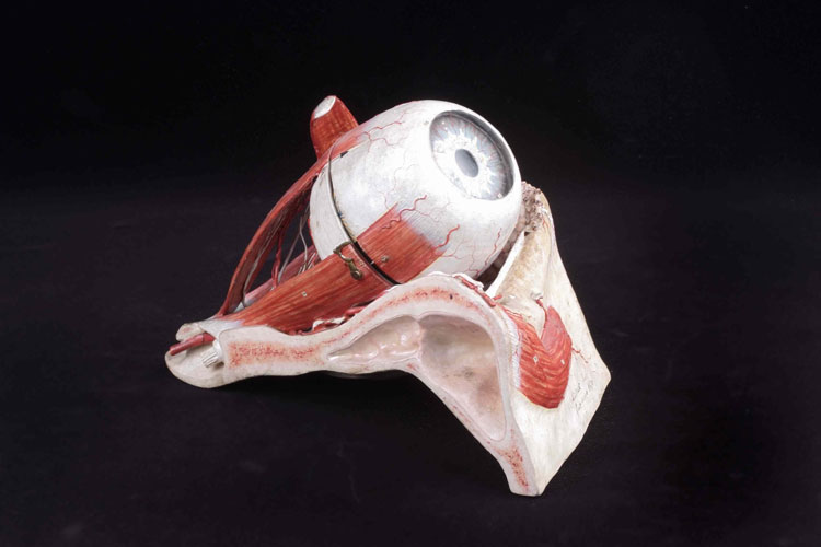 Auzoux papier-mâché modellen