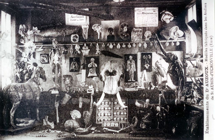 Auzoux papier-mâché modellen
