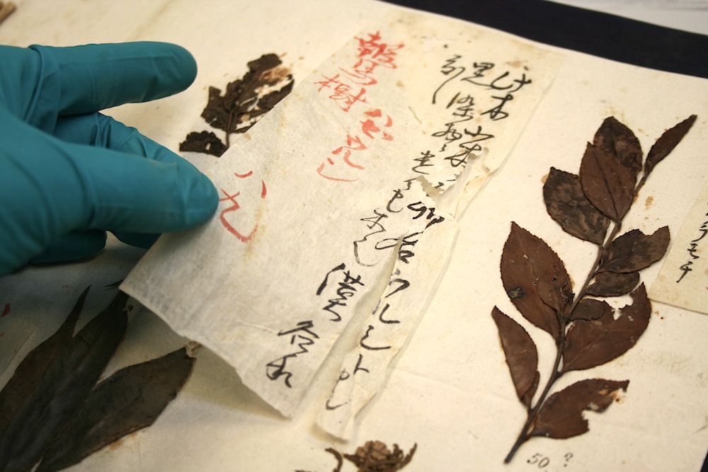 Papierrestauratie