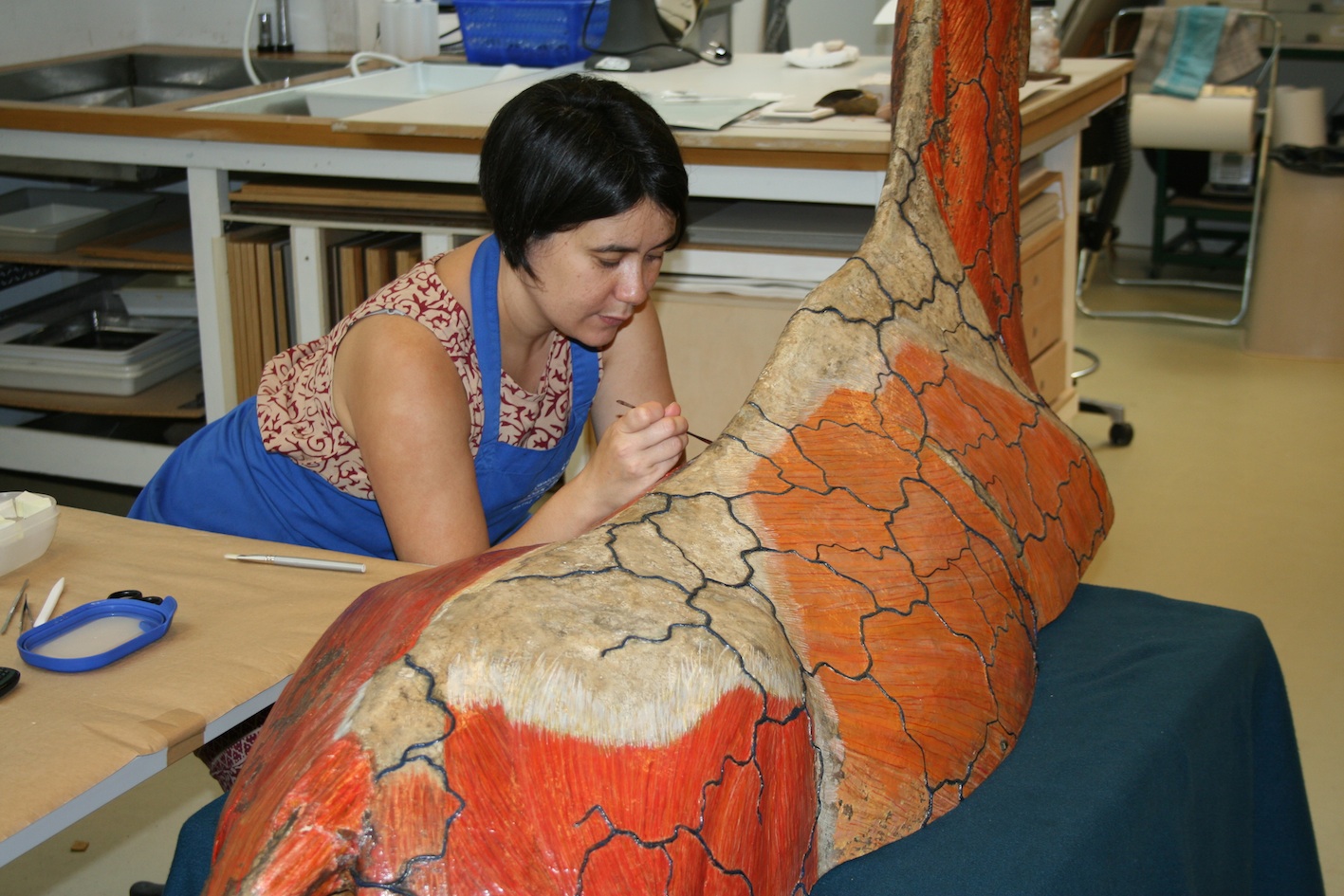 Auzoux papier-mâché modellen