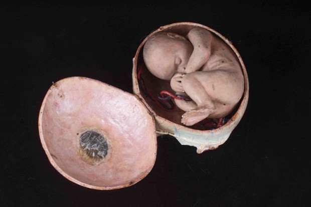 foetus in baarmoeder