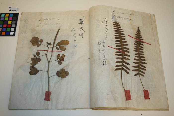 A collection Herbariums of the National herbarium Leiden