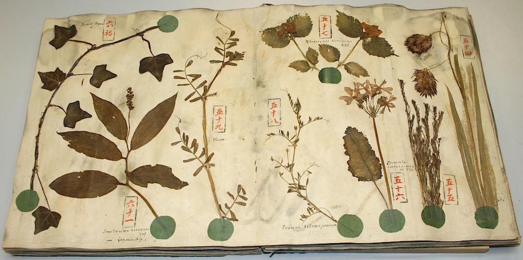 Collectie herbaria van het Nationaal herbarium Leiden